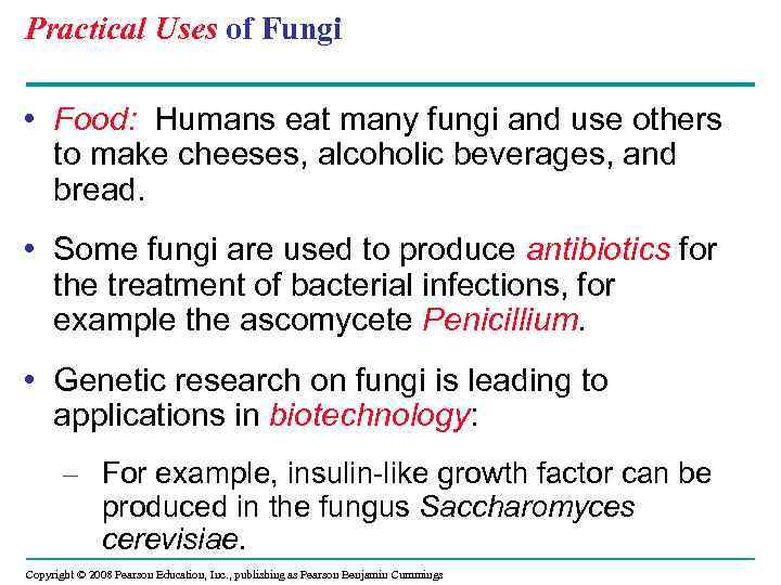 Practical Uses of Fungi • Food: Humans eat many fungi and use others to
