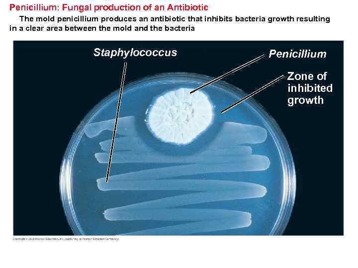 Penicillium: Fungal production of an Antibiotic The mold penicillium produces an antibiotic that inhibits