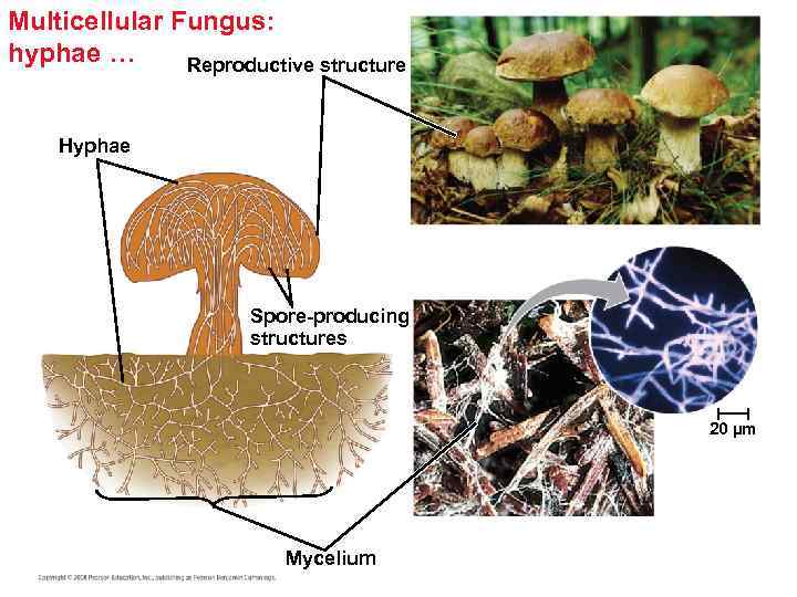 Multicellular Fungus: hyphae … Reproductive structure Hyphae Spore-producing structures 20 µm Mycelium 