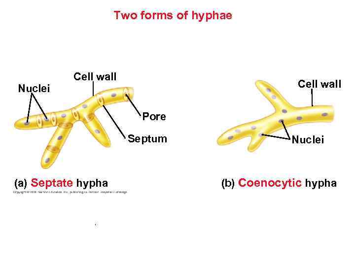  Two forms of hyphae Nuclei Cell wall Pore Septum (a) Septate hypha Nuclei