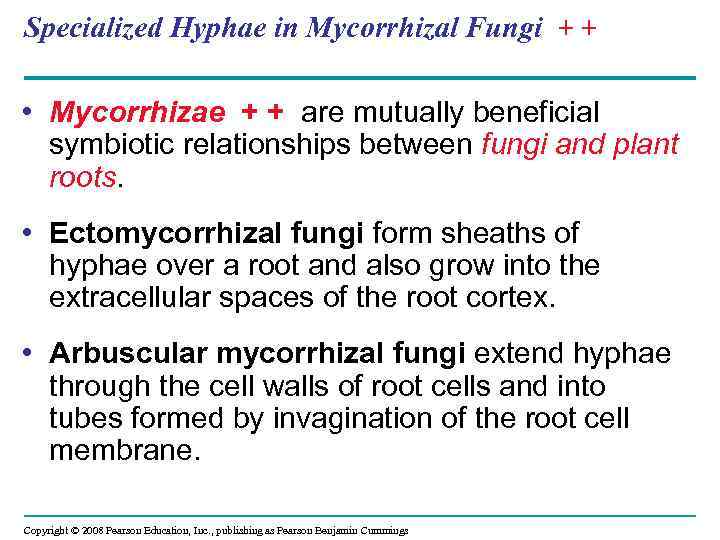 Specialized Hyphae in Mycorrhizal Fungi + + • Mycorrhizae + + are mutually beneficial