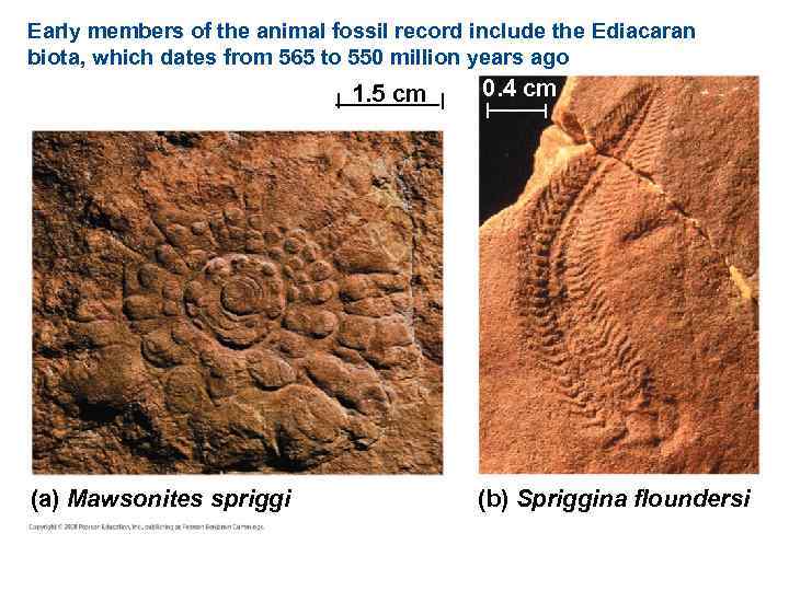 Early members of the animal fossil record include the Ediacaran biota, which dates from