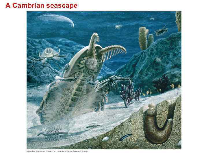 A Cambrian seascape 