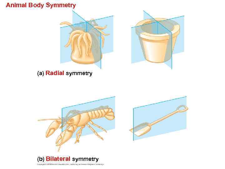 Animal Body Symmetry (a) Radial symmetry (b) Bilateral symmetry 