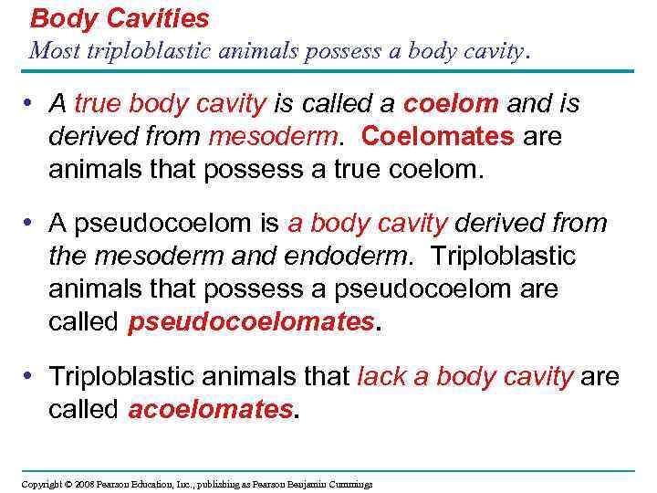 Body Cavities Most triploblastic animals possess a body cavity. • A true body cavity