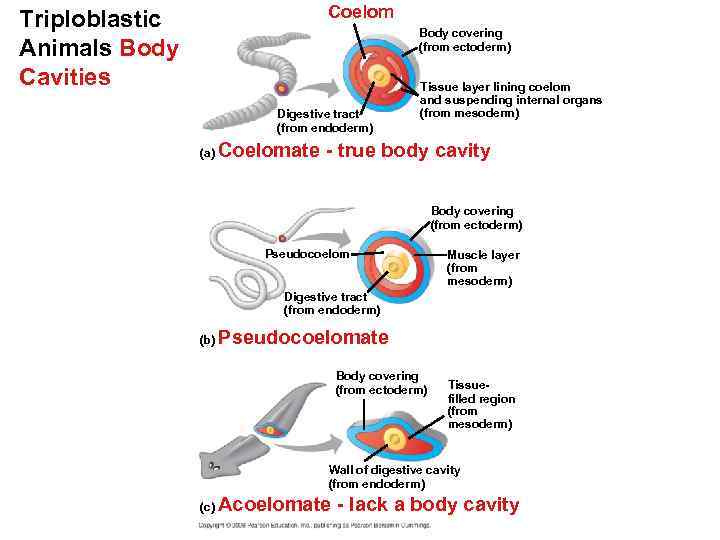 Coelom Triploblastic Animals Body Cavities Body covering (from ectoderm) Digestive tract (from endoderm) (a)