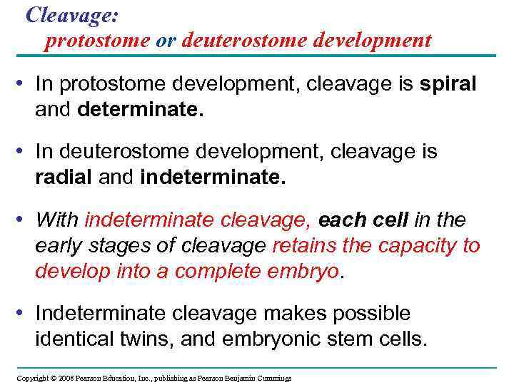 Cleavage: protostome or deuterostome development • In protostome development, cleavage is spiral and determinate.