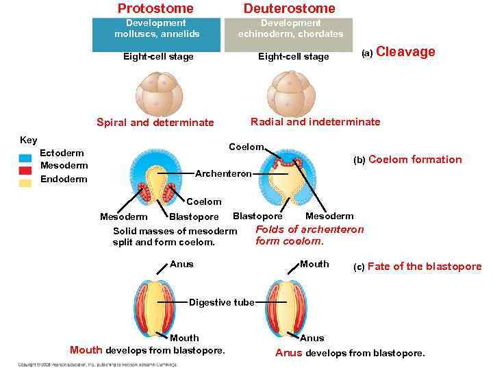 Protostome Deuterostome Development molluscs, annelids Development echinoderm, chordates Eight-cell stage Radial and indeterminate Spiral