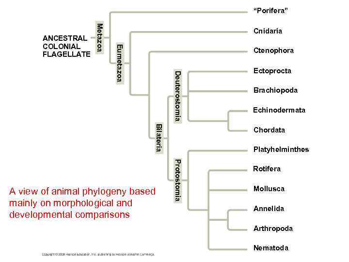 “Porifera” Eumetazoa Metazoa ANCESTRAL COLONIAL FLAGELLATE Cnidaria Ctenophora Deuterostomia Bilateria Brachiopoda Echinodermata Chordata Platyhelminthes