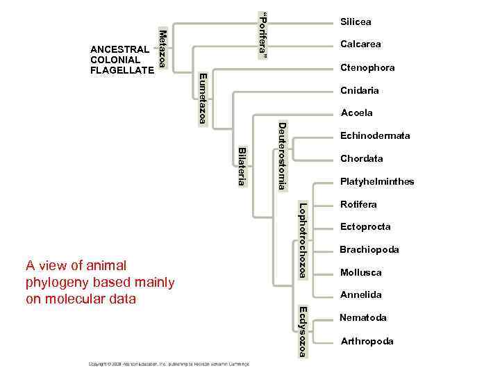 “Porifera” Metazoa Cnidaria Acoela Deuterostomia Bilateria Echinodermata Chordata Platyhelminthes Lophotrochozoa A view of animal