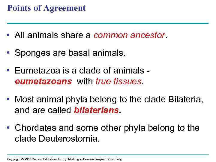 Points of Agreement • All animals share a common ancestor. • Sponges are basal