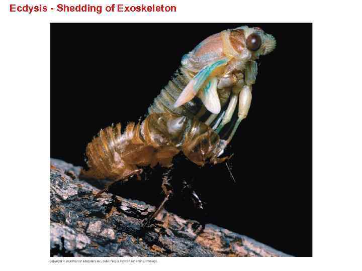 Ecdysis - Shedding of Exoskeleton 