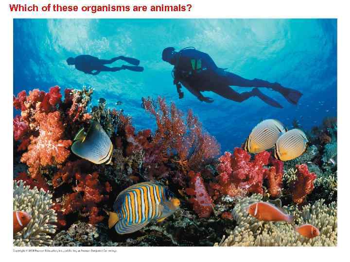 Which of these organisms are animals? 