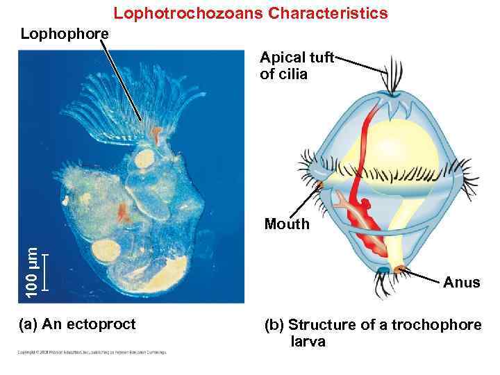 Lophotrochozoans Characteristics Lophophore Apical tuft of cilia 100 µm Mouth (a) An ectoproct Anus