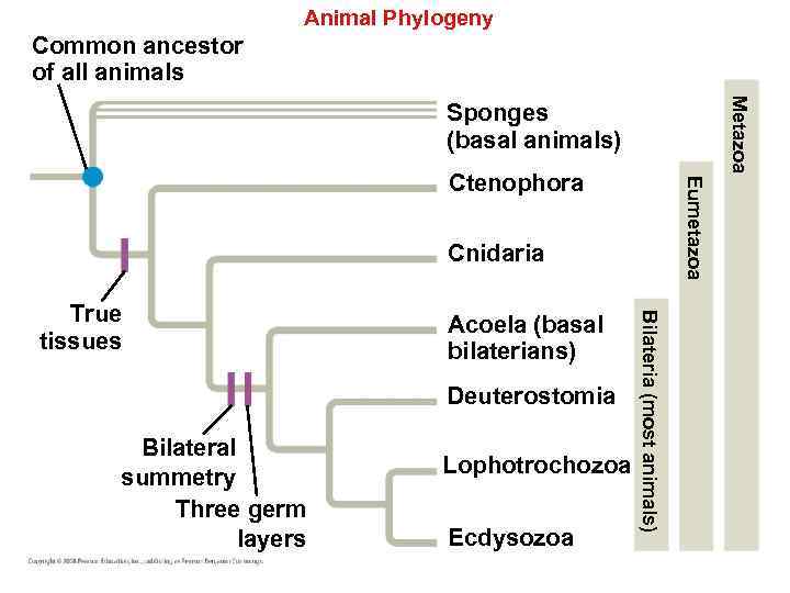 Animal Phylogeny Common ancestor of all animals Metazoa Sponges (basal animals) Eumetazoa Ctenophora Cnidaria