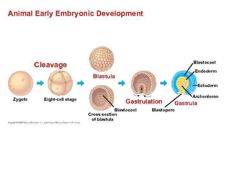 Animal Early Embryonic Development Blastocoel Cleavage Endoderm Blastula Ectoderm Zygote Eight-cell stage Gastrulation Blastocoel