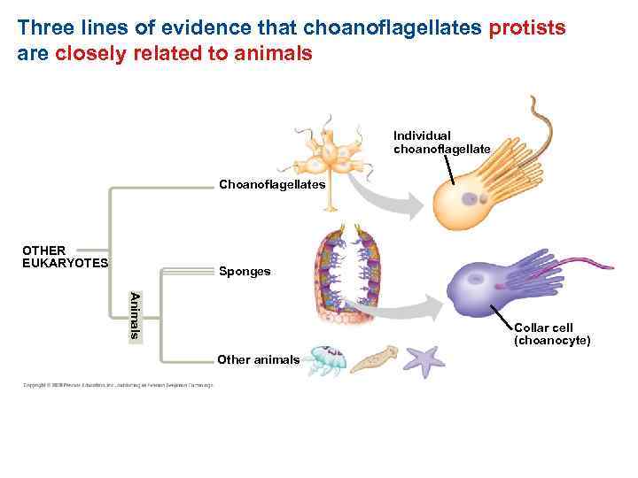 Three lines of evidence that choanoflagellates protists are closely related to animals Individual choanoflagellate