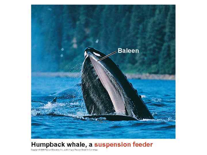 Baleen Humpback whale, a suspension feeder 