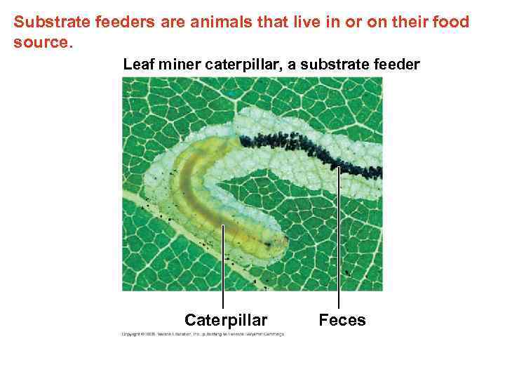 Substrate feeders are animals that live in or on their food source. Leaf miner