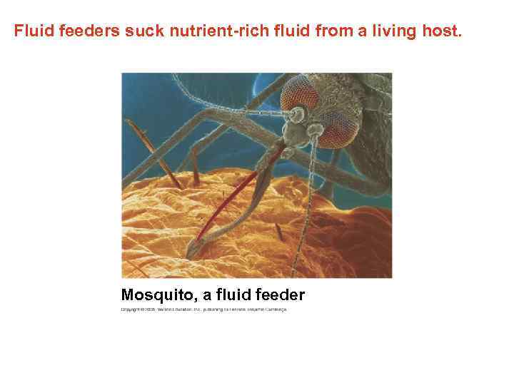 Fluid feeders suck nutrient-rich fluid from a living host. Mosquito, a fluid feeder 