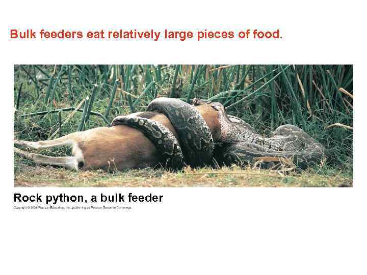 Bulk feeders eat relatively large pieces of food. Rock python, a bulk feeder 