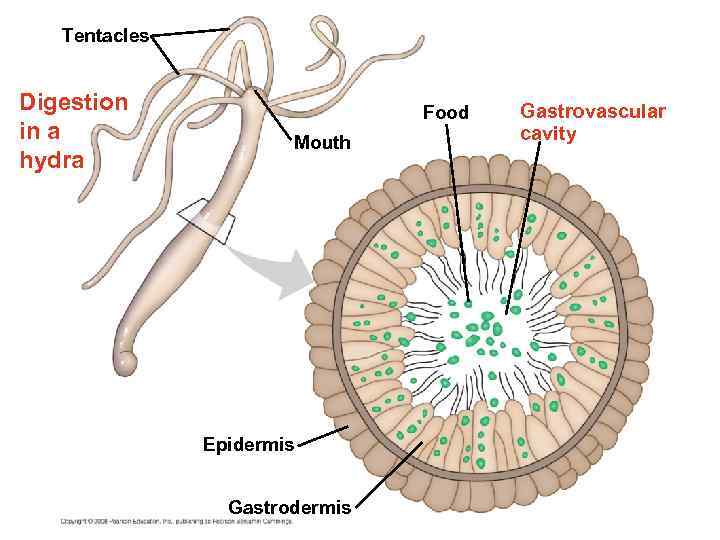 Tentacles Digestion in a hydra Food Mouth Epidermis Gastrovascular cavity 