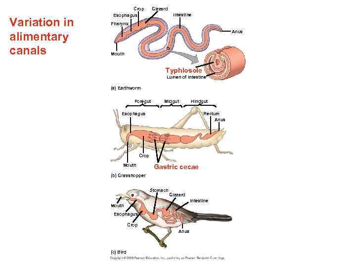 Variation in alimentary canals Crop Esophagus Gizzard Intestine Pharynx Anus Mouth Typhlosole Lumen of