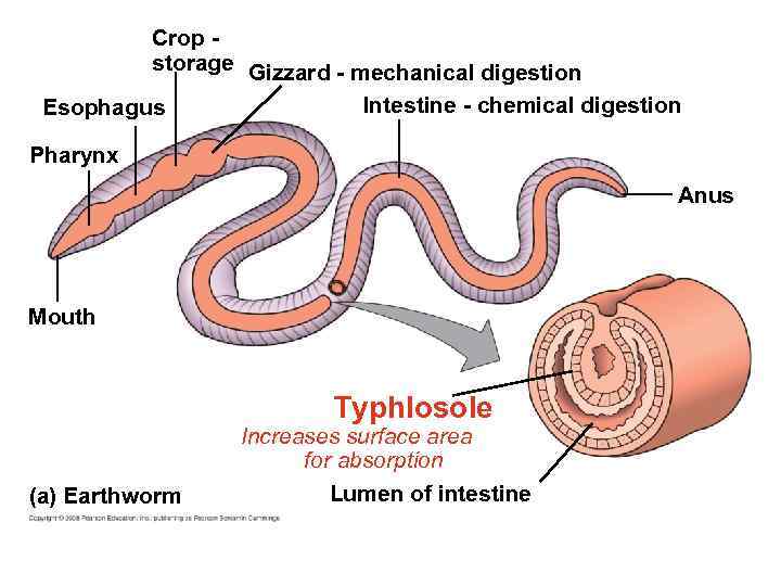 Crop storage Gizzard - mechanical digestion Intestine - chemical digestion Esophagus Pharynx Anus Mouth