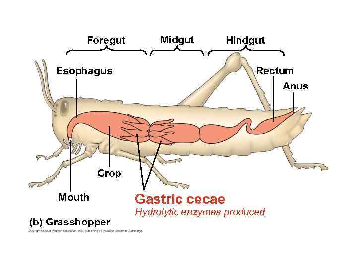 Foregut Midgut Esophagus Hindgut Rectum Anus Crop Mouth (b) Grasshopper Gastric cecae Hydrolytic enzymes