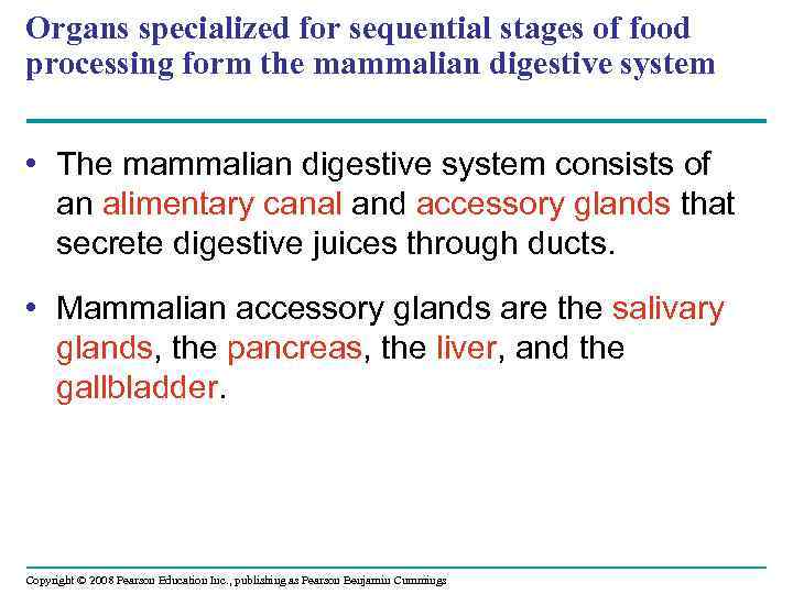 Organs specialized for sequential stages of food processing form the mammalian digestive system •