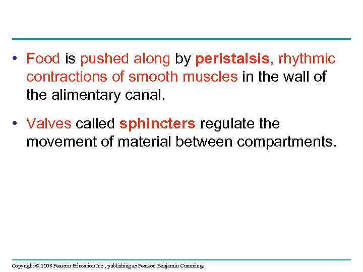  • Food is pushed along by peristalsis, rhythmic contractions of smooth muscles in