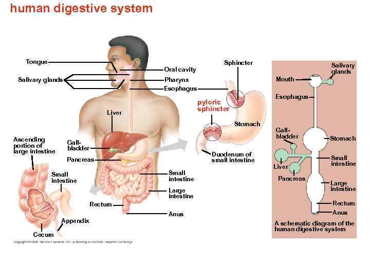 human digestive system Tongue Sphincter Salivary glands Oral cavity Salivary glands Mouth Pharynx Esophagus