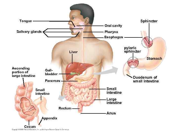 Tongue Sphincter Oral cavity Salivary glands Pharynx Esophagus pyloric sphincter Liver Stomach Ascending portion