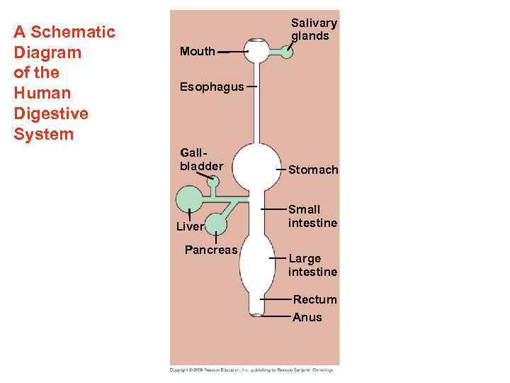 A Schematic Diagram of the Human Digestive System Salivary glands Mouth Esophagus Gallbladder Liver