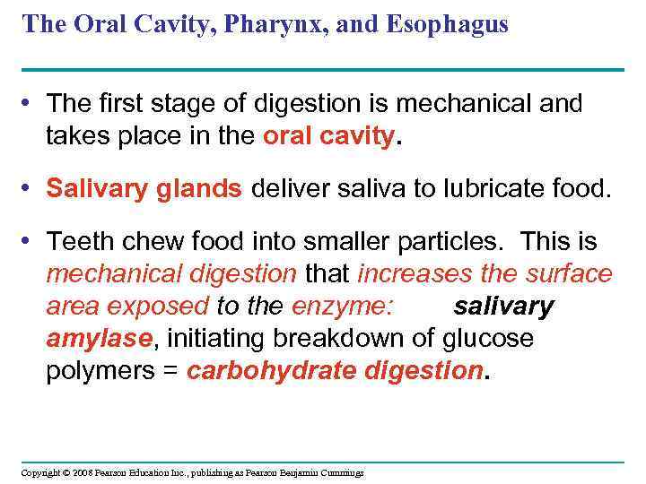 The Oral Cavity, Pharynx, and Esophagus • The first stage of digestion is mechanical