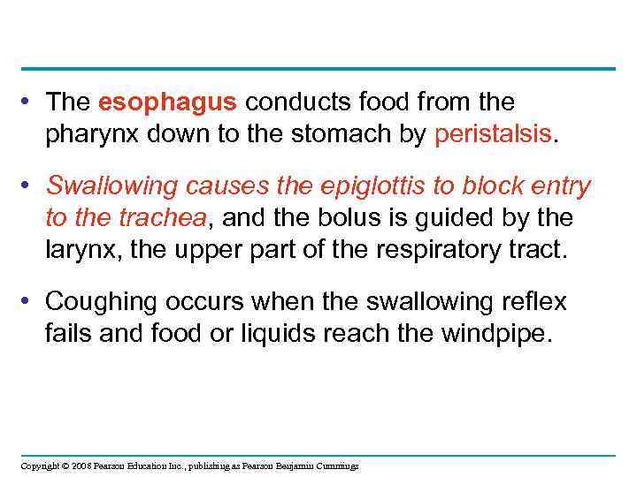  • The esophagus conducts food from the pharynx down to the stomach by