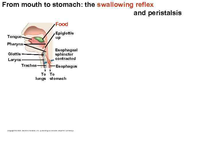 From mouth to stomach: the swallowing reflex and peristalsis Food Epiglottis up Tongue Pharynx