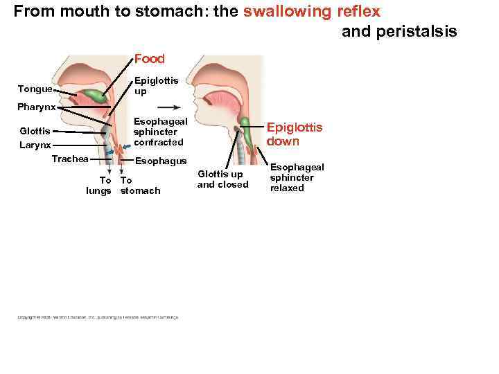 From mouth to stomach: the swallowing reflex and peristalsis Food Epiglottis up Tongue Pharynx