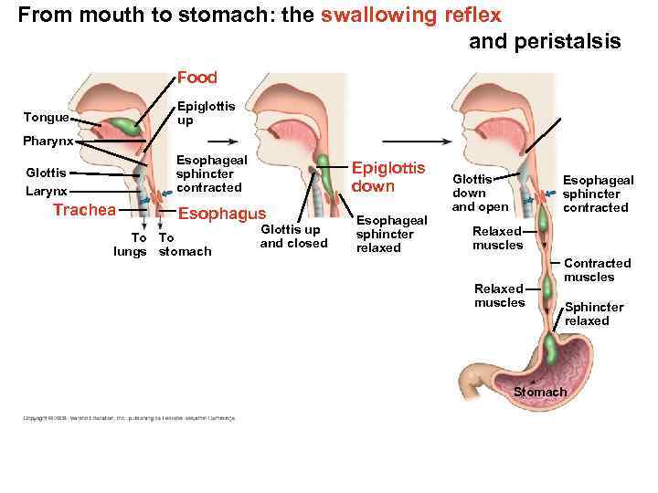 From mouth to stomach: the swallowing reflex and peristalsis Food Epiglottis up Tongue Pharynx