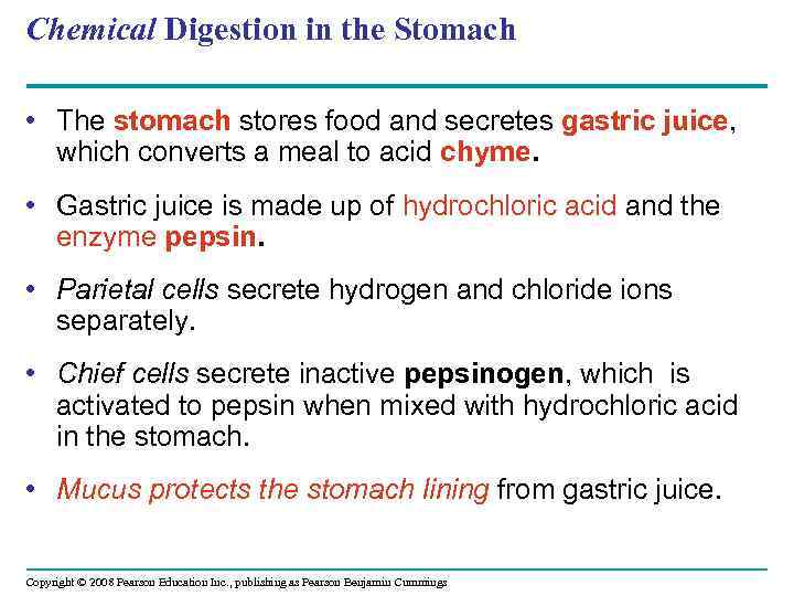 Chemical Digestion in the Stomach • The stomach stores food and secretes gastric juice,