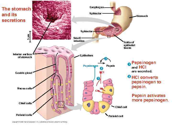 Esophagus The stomach and its secretions Sphincter Stomach 5 µm Sphincter Interior surface of