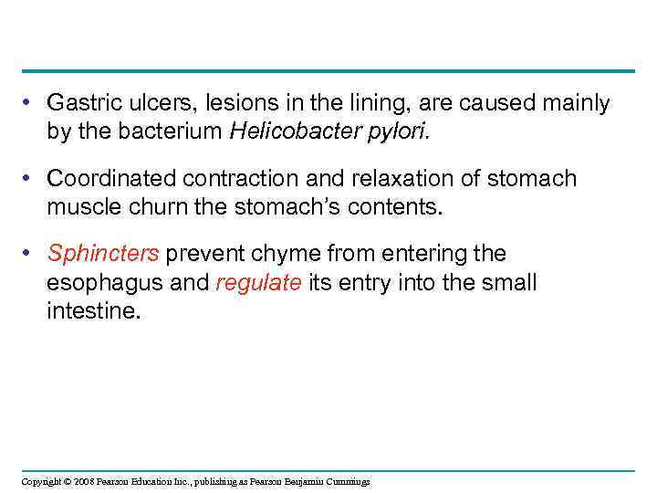  • Gastric ulcers, lesions in the lining, are caused mainly by the bacterium