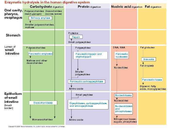 Enzymatic hydrolysis in the human digestive system Carbohydrate digestion Protein digestion Oral cavity, Polysaccharides