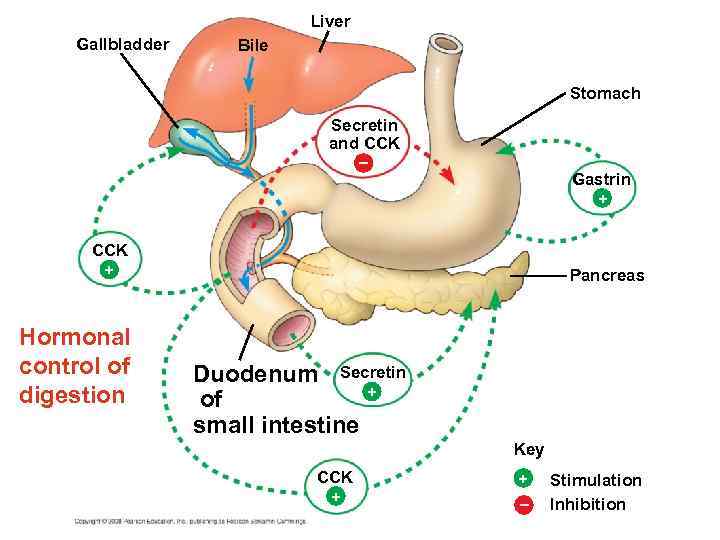 Liver Gallbladder Bile Stomach Secretin and CCK – Gastrin + CCK + Hormonal control