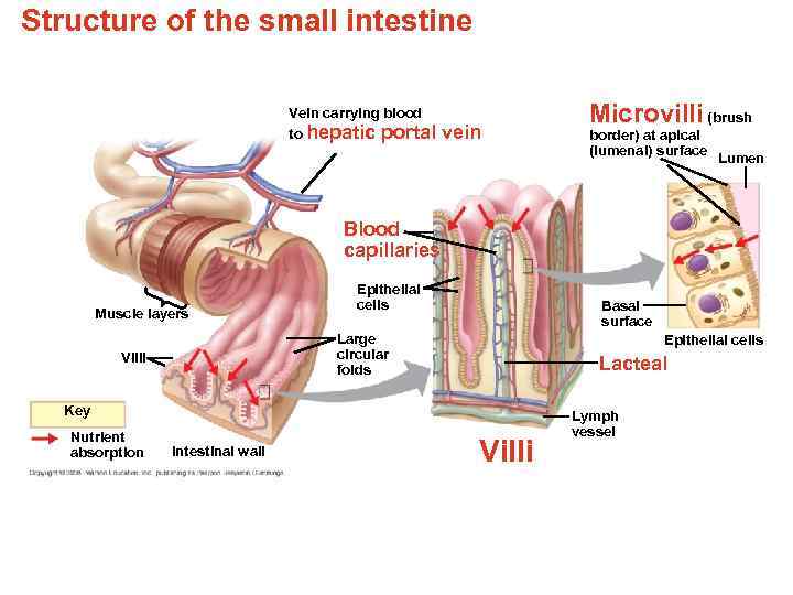 Structure of the small intestine Vein carrying blood to hepatic portal vein Microvilli (brush