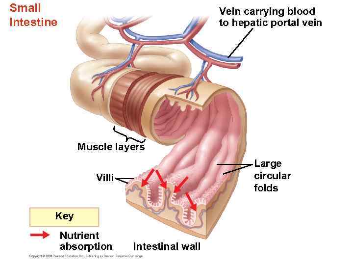 Small Intestine Vein carrying blood to hepatic portal vein Muscle layers Large circular folds