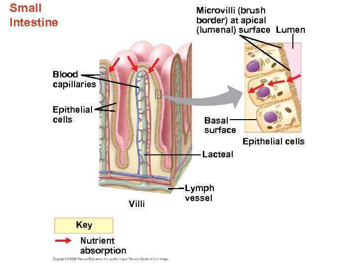 Small Intestine Microvilli (brush border) at apical (lumenal) surface Lumen Blood capillaries Epithelial cells