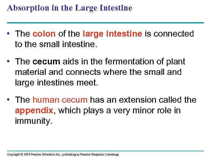 Absorption in the Large Intestine • The colon of the large intestine is connected