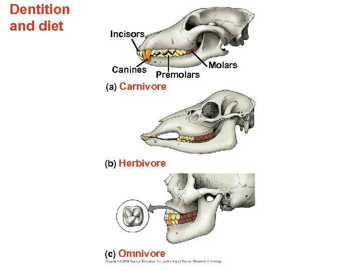 Dentition and diet Incisors Canines Premolars (a) Carnivore (b) Herbivore (c) Omnivore Molars 