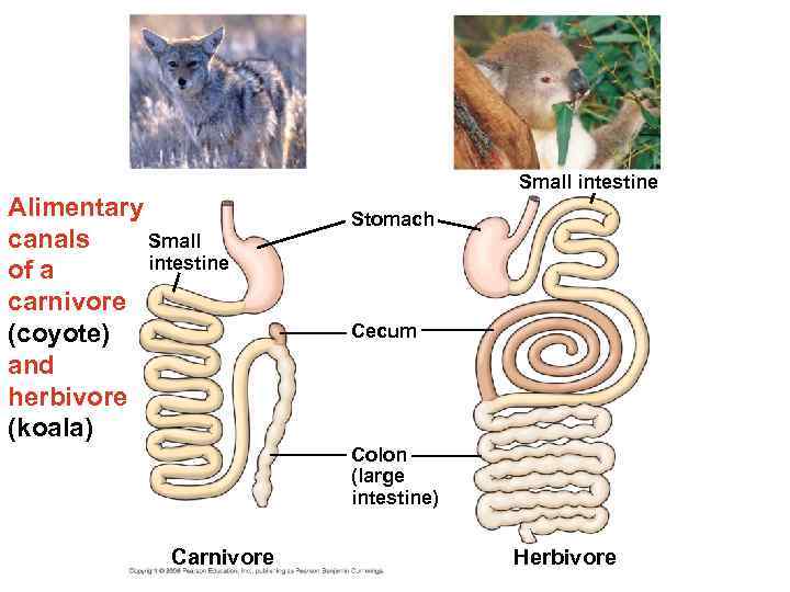 Alimentary canals Small intestine of a carnivore (coyote) and herbivore (koala) Small intestine Stomach